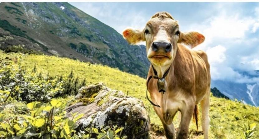 Ferienwohnung Weber Alpenveilchen Lechbruck Eksteriør billede